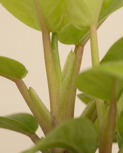 Nahaufnahme von Philodendron 'Ceylon Gold' - feey, mit grünen Stängeln und üppigen ovalen Blättern mit glattem Wachstum aus den Knoten, vor einem schlichten hellen Hintergrund.