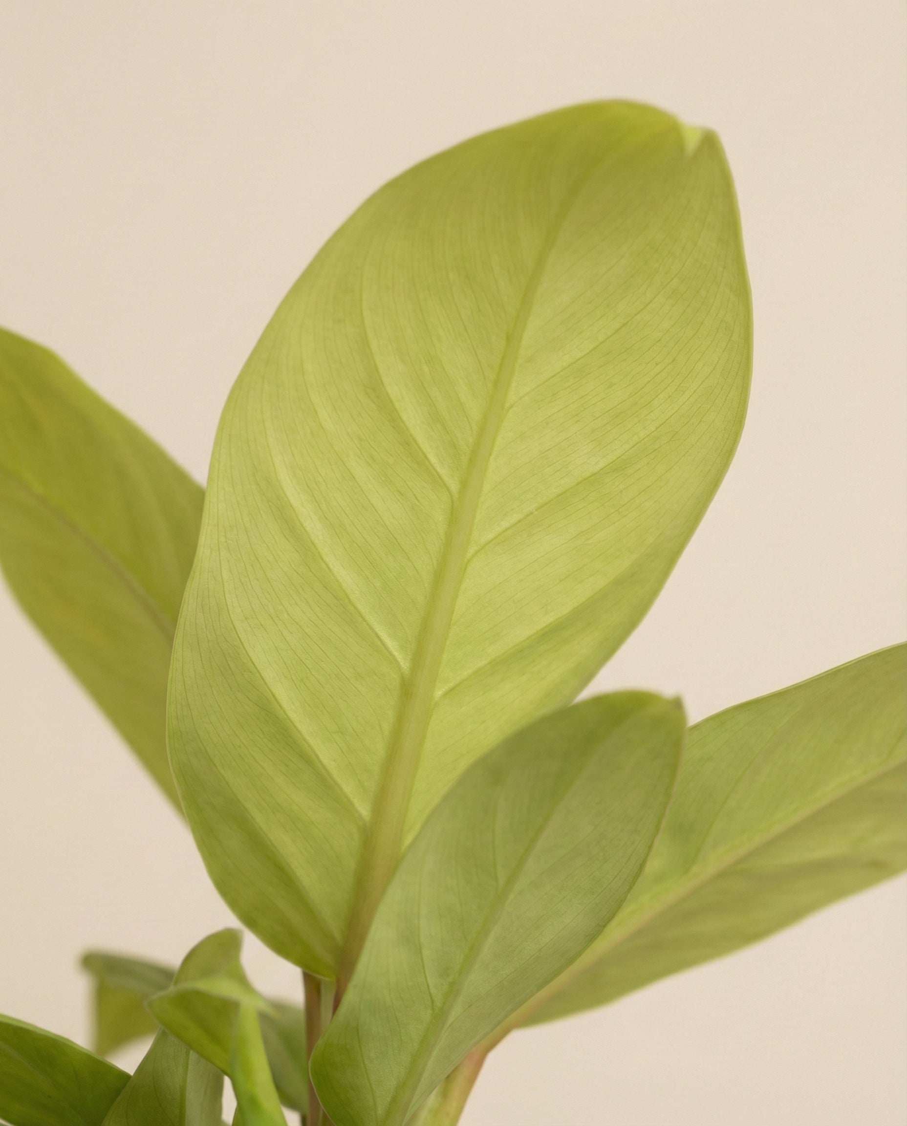 Nahaufnahme des frischen, hellgrünen Philodendron 'Ceylon Gold' - feingliedrige Blätter mit ausgeprägten Adern vor einem beigen Hintergrund. Die natürliche Textur und die subtilen Farbvariationen unterstreichen die lebendige Gesundheit dieser auffälligen Pflanze.