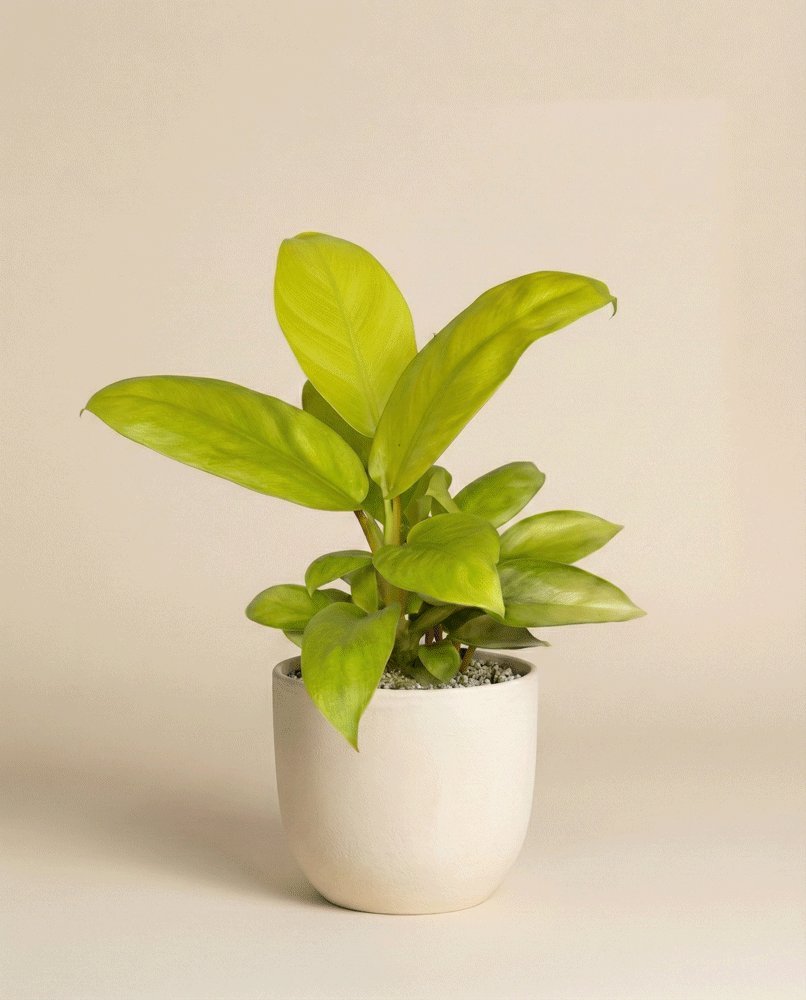 Ein Philodendron 'Ceylon Gold' - feey mit breiten, leuchtenden Blättern sitzt in einem einfachen weißen Keramiktopf vor einem schlichten beigen Hintergrund.