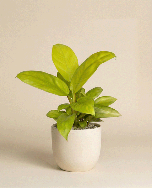 Ein Philodendron 'Ceylon Gold' - feey mit breiten, leuchtenden Blättern sitzt in einem einfachen weißen Keramiktopf vor einem schlichten beigen Hintergrund.