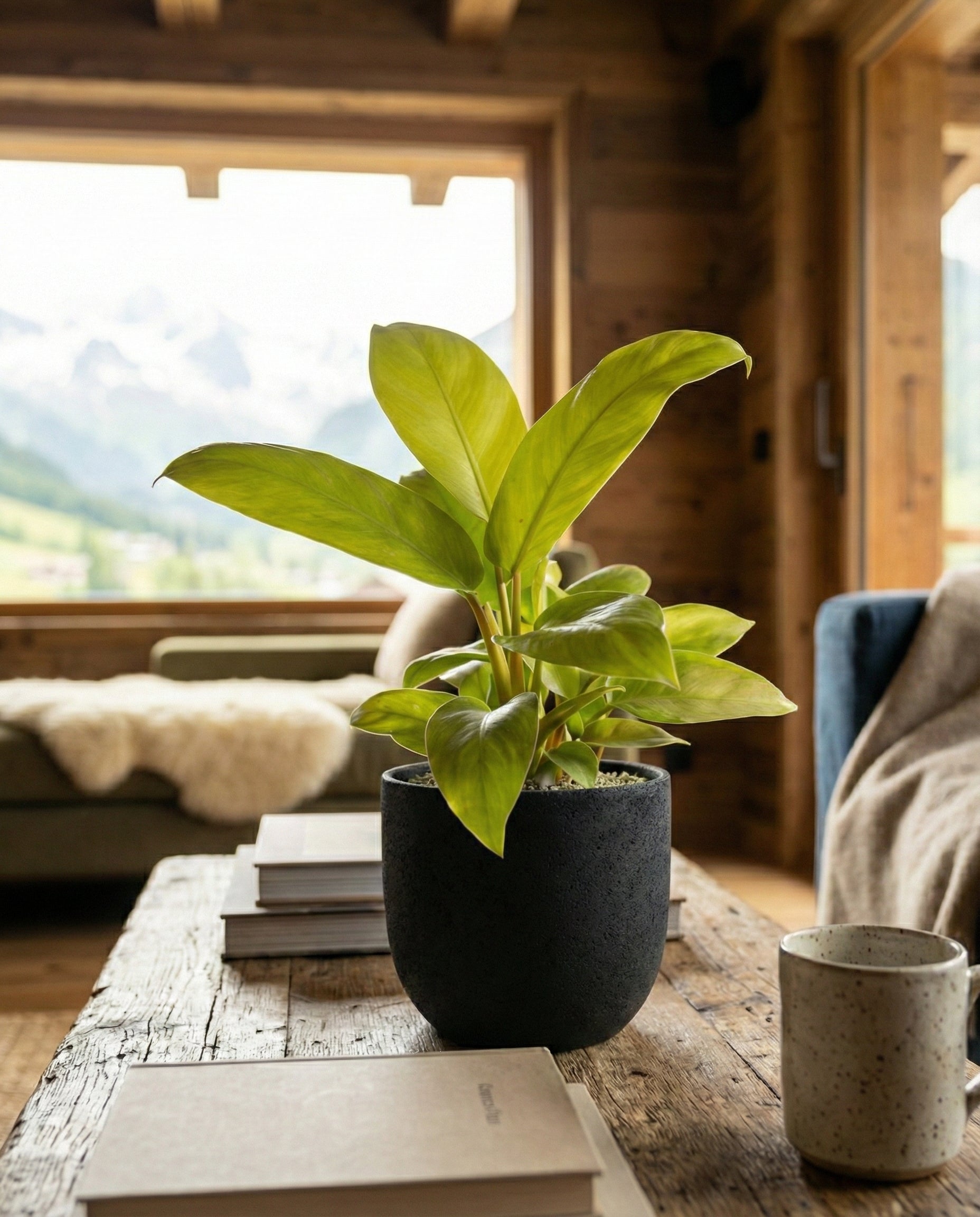 Ein Philodendron 'Ceylon Gold' - feey steht in einem Topf auf einem rustikalen hölzernen Couchtisch neben Büchern und einer Tasse, mit einem gemütlichen Sofa und einem großen Fenster, das einen malerischen Bergblick im Hintergrund bietet.