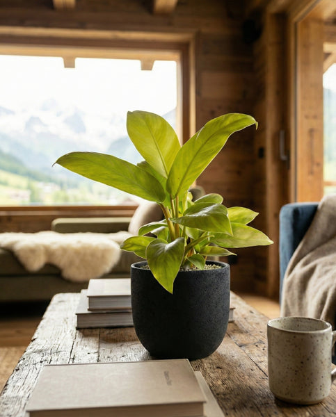 Ein Philodendron 'Ceylon Gold' - feey steht in einem Topf auf einem rustikalen hölzernen Couchtisch neben Büchern und einer Tasse, mit einem gemütlichen Sofa und einem großen Fenster, das einen malerischen Bergblick im Hintergrund bietet.