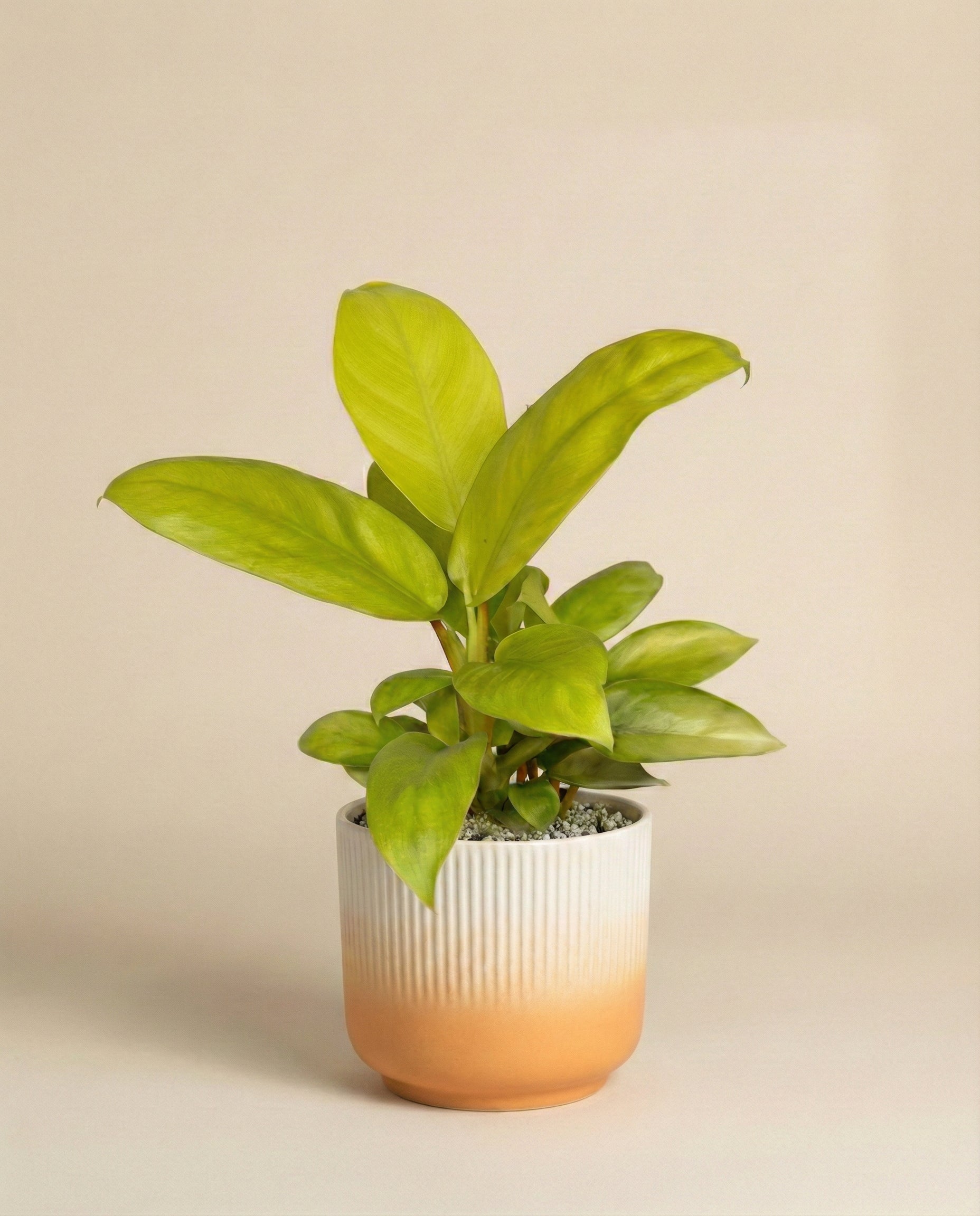 Ein Philodendron 'Ceylon Gold' - feey mit breiten, gelb-grünen Blättern steht in einem gerippten Topf mit weißer Oberseite und orangefarbenem Boden vor einem einfarbig beigen Hintergrund.