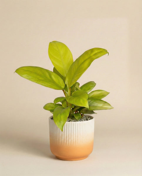 Ein Philodendron 'Ceylon Gold' - feey mit breiten, gelb-grünen Blättern steht in einem gerippten Topf mit weißer Oberseite und orangefarbenem Boden vor einem einfarbig beigen Hintergrund.
