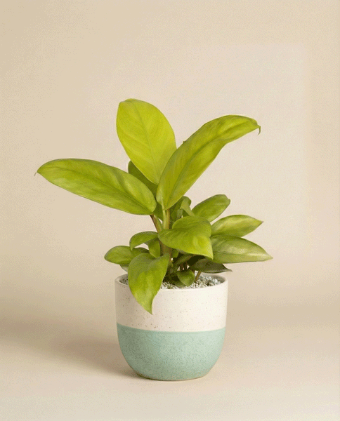 Der Philodendron 'Ceylon Gold' - feey zeigt leuchtend grüne Blätter in einem weiß-hellblauen Keramiktopf vor einem einfarbig beigen Hintergrund.