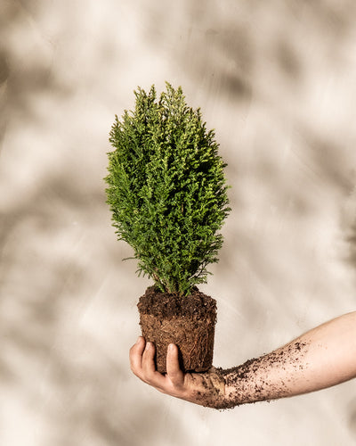 Eine Hand hält eine kleine Scheinzypresse-Pflanze vom Typ „Snow White“ im Topf, deren Wurzeln freiliegen und an denen Erde klebt und abfällt. Der Hintergrund ist eine weiche, neutral gefärbte Wand mit subtilen Schatten darauf.