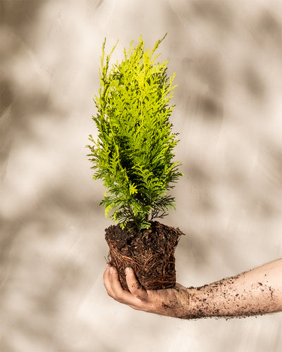 Eine mit Erde bedeckte Hand hält eine kleine, leuchtend grüne Scheinzypresse 'Stardust', deren Wurzeln in Erde eingeschlossen sind. Der Hintergrund ist unscharf und neutral gefärbt, wodurch die Aufmerksamkeit auf die Pflanze und die Hand gelenkt wird.