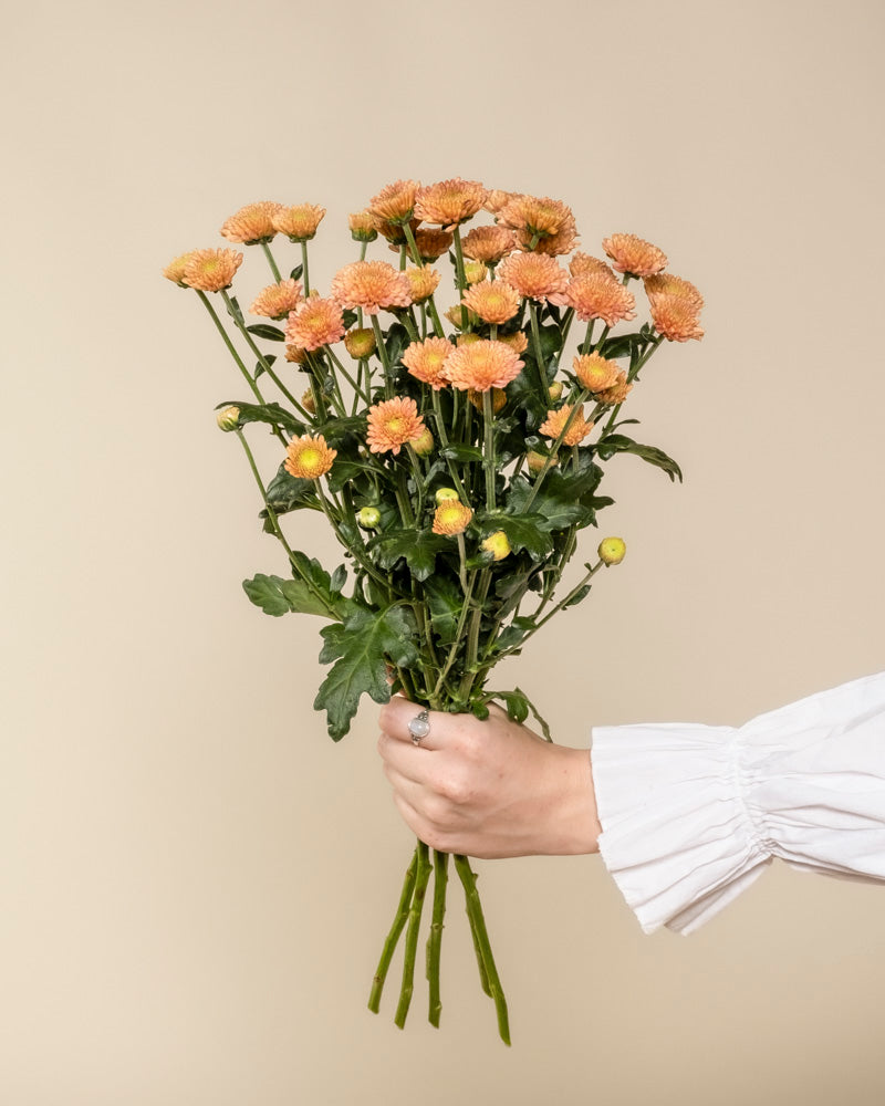 Eine Hand in einem weißen, langärmeligen Hemd hält Chrysanthemen-Pfirsich (5 Stk.) und schafft damit eine blühende Atmosphäre vor einem einfarbig beigen Hintergrund.
