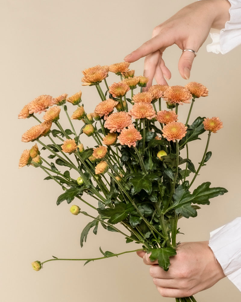 Eine Person arrangiert einen Strauß Chrysanthemen pfirsich (5 Stk.) in einer Hand, vor einem schlichten beigen Hintergrund, der die blühende Atmosphäre unterstreicht.