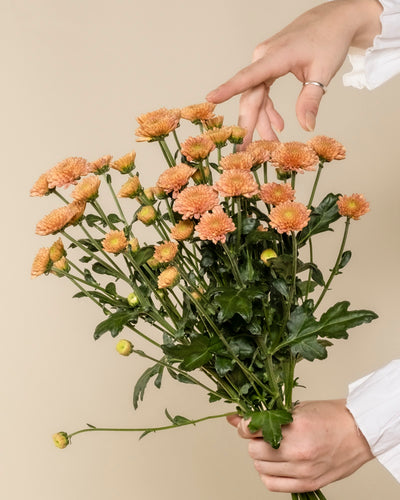 Eine Person arrangiert einen Strauß Chrysanthemen pfirsich (5 Stk.) in einer Hand, vor einem schlichten beigen Hintergrund, der die blühende Atmosphäre unterstreicht.