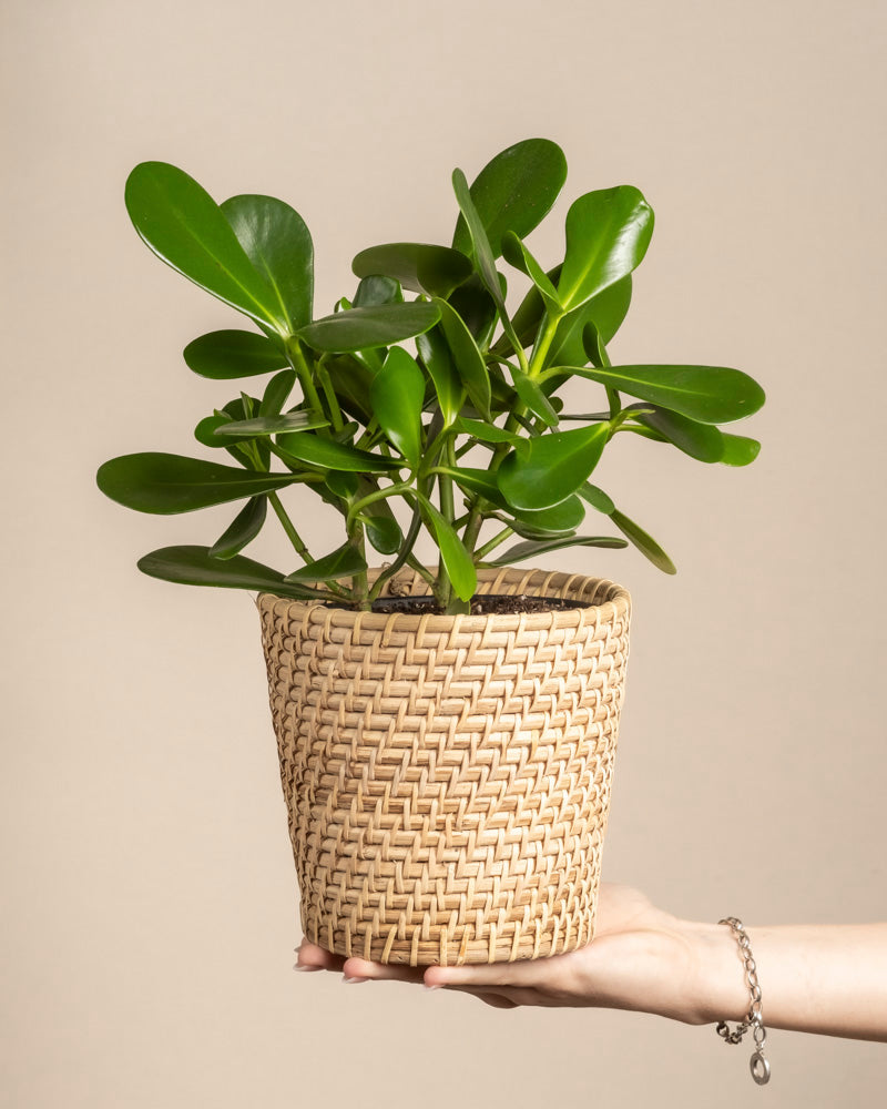 Eine Hand hält eine Clusia rosea „Princess“ in einem geflochtenen Topf im Korbstil und präsentiert ihre breiten, glänzenden Blätter vor einem schlichten beigen Hintergrund – perfekt für alle, die pflegeleichtes Grün suchen.