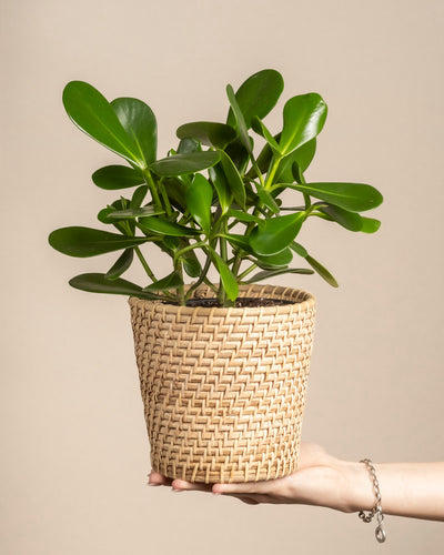 Eine Hand hält eine Clusia rosea „Princess“ in einem geflochtenen Topf im Korbstil und präsentiert ihre breiten, glänzenden Blätter vor einem schlichten beigen Hintergrund – perfekt für alle, die pflegeleichtes Grün suchen.