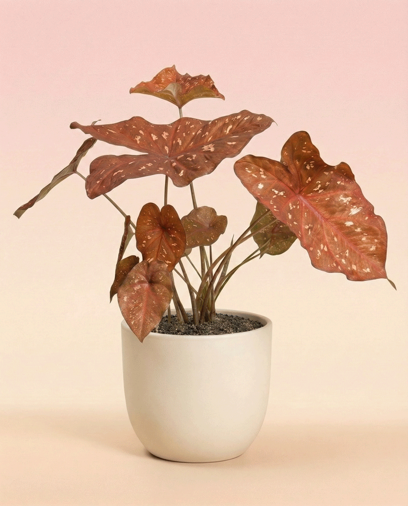 Caladium 'Burning Heart'