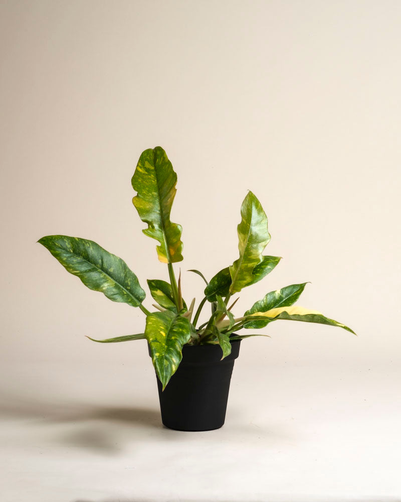 Philodendron 'Ring of Fire' • feey