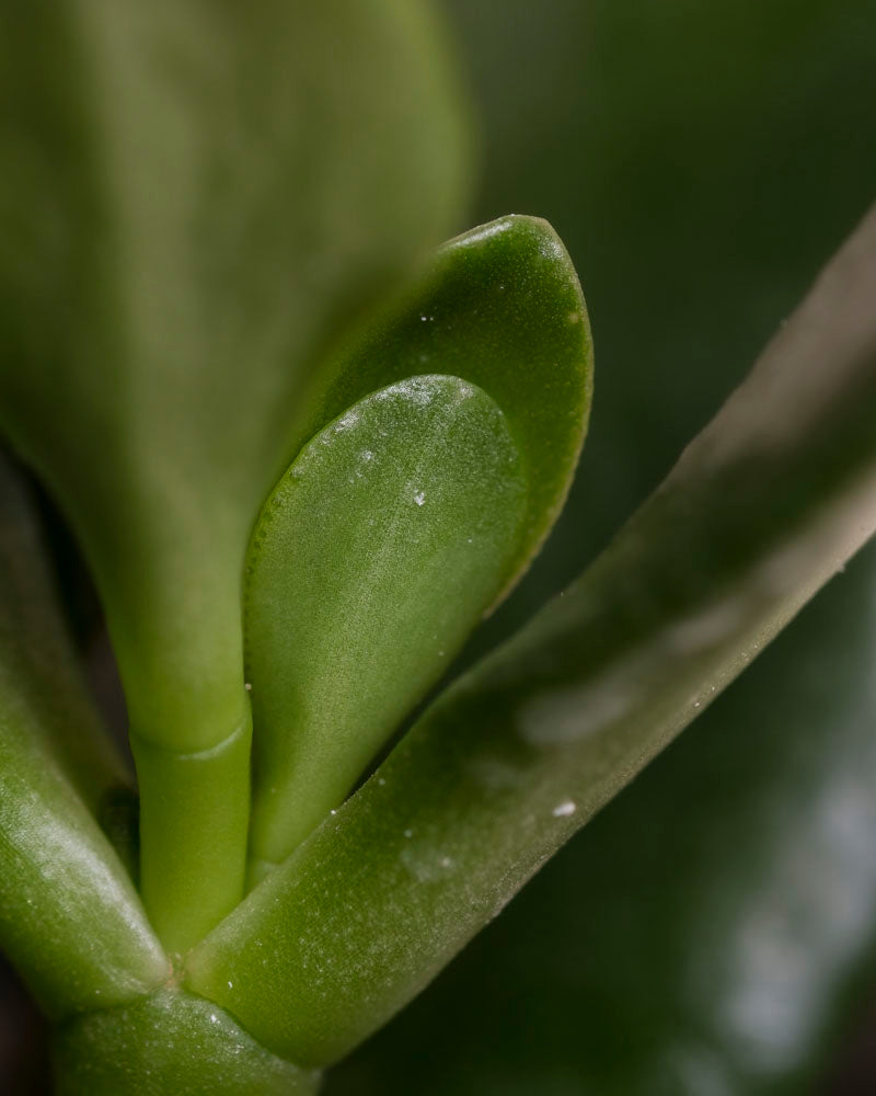 Die Nahaufnahme des Baby-Geldbaums (3er Set) - feey zeigt dicke, glatte, ovalförmige grüne Blätter mit weißen Flecken. Der unscharfe Hintergrund hebt die lebendige Textur und Farbe dieser Jadepflanze (Crassula ovata), auch bekannt als Glücksbaum, hervor.