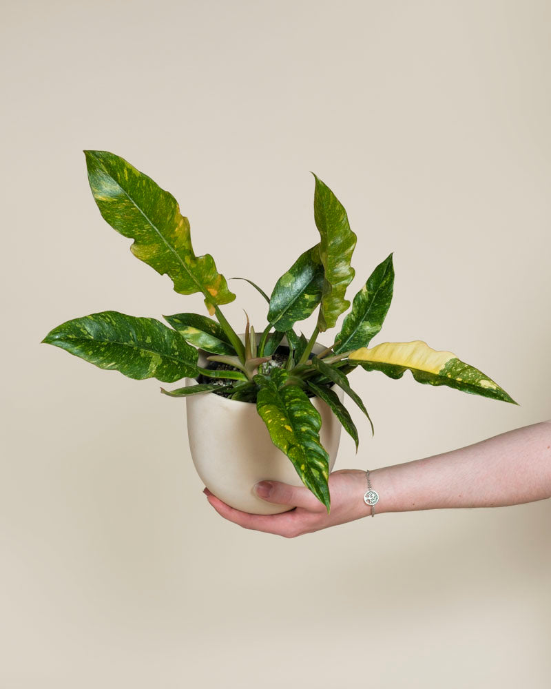 Philodendron 'Ring of Fire' • feey