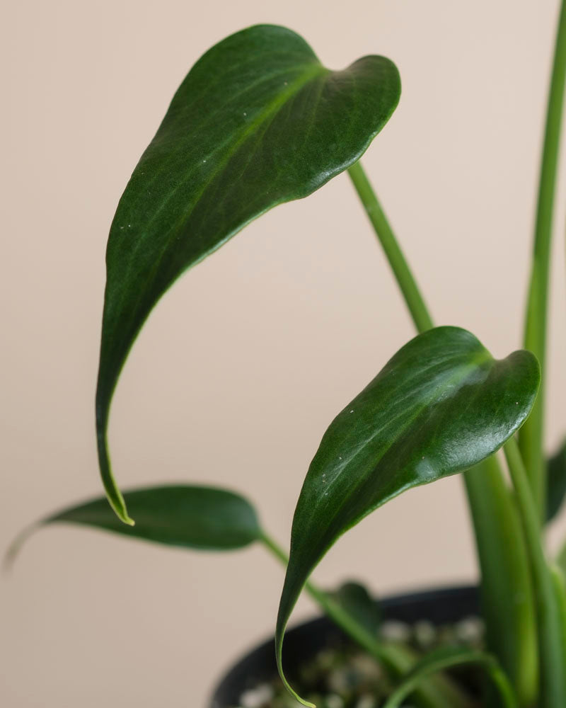 Nahaufnahme von Monstera 'Burle Marx Flame' - feey im Topf, mit glänzenden, dunkelgrünen, länglichen, herzförmigen Blättern an aufrechten Stängeln vor einem einfarbig beigen Hintergrund.