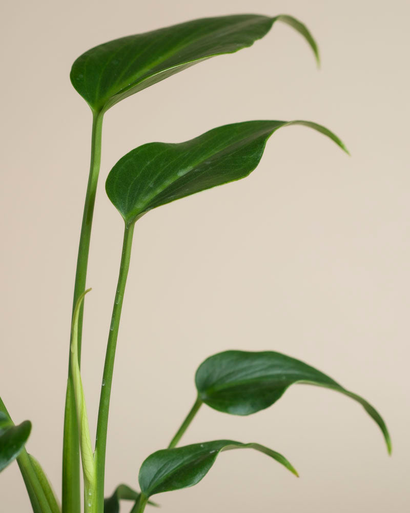 Eine Nahaufnahme der Monstera 'Burle Marx Flame' - eine feige Zimmerpflanze mit langen Stämmen und breiten, glänzend grünen Blättern vor einem schlichten beigen Hintergrund.
