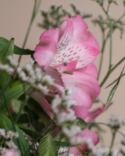 Nahaufnahme einer Ballerina-Rose mit zartrosa Blütenblättern und dunkleren Streifen, umgeben von grünen Blättern und zarten weißen Blüten, vor einem weichen, neutralen Hintergrund für einen eleganten Strauß.