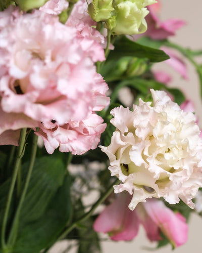 Nahaufnahme von gerüschten rosa und weißen Ballerina-Blüten mit grünen Blättern, die die zarten Blütenblätter und sanften Farben der Sorte Ballerina zur Geltung bringen.