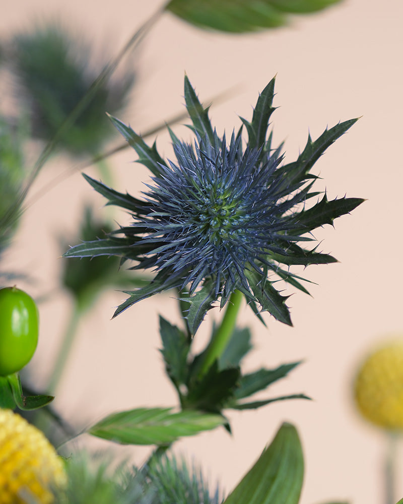 Eine Nahaufnahme einer stacheligen blauen Distel und scharfer grüner Blätter aus dem Erfolgsgeheimnis strahlt positive Energie aus, vor einem weichgezeichneten Hintergrund aus grünen und gelben Pflanzen.