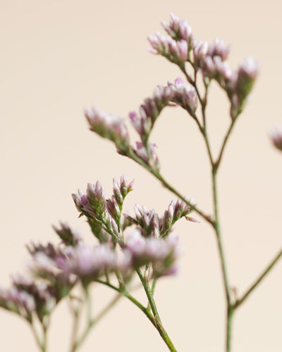 Nahaufnahme von zarten, kleinen lilafarbenen Blumen mit grünen Stängeln vor einem zartbeigen Hintergrund, die das Wesen des Fernwehs einfangen und in einer minimalen Komposition eine frische, luftige Stimmung hervorrufen.