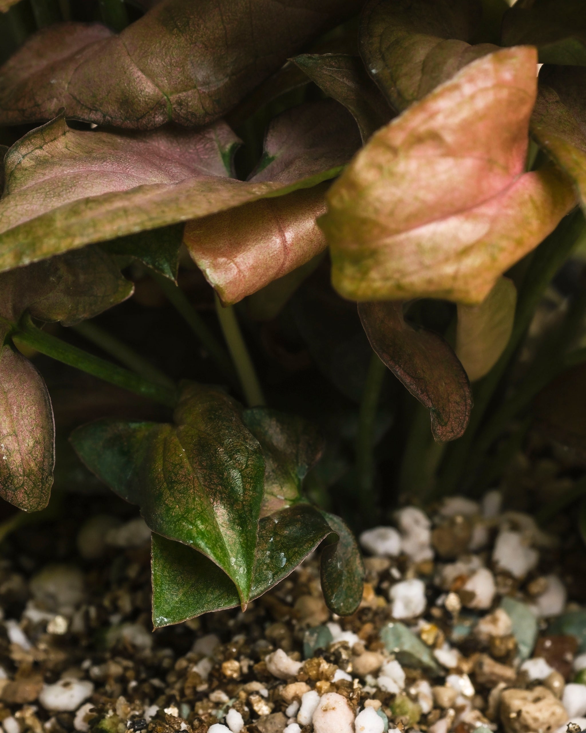 Nahaufnahme von Syngonium 'Neon' - eine Fee mit grünen und rosafarbenen, samtigen Blättern, die in einer mit kleinen weißen Steinen gemischten Erde wächst. Die Beleuchtung hebt die Blattstrukturen und -farben neben der detaillierten Erde hervor.