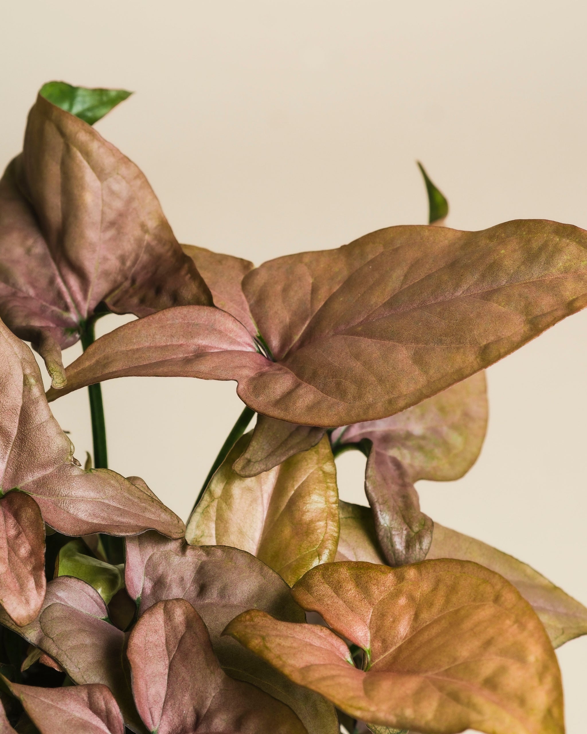 Nahaufnahme von Syngonium 'Neon' - feey, die ein Bündel pfeilförmiger, samtig rosafarbener, malvenfarbener und grüner Blätter mit glatter Oberfläche und sichtbaren Adern vor einem hellbeigen Hintergrund zeigt.