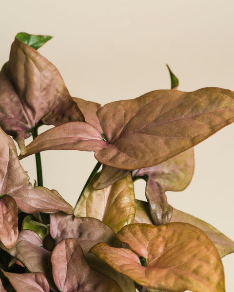 Nahaufnahme von Syngonium 'Neon' - feey, die ein Bündel pfeilförmiger, samtig rosafarbener, malvenfarbener und grüner Blätter mit glatter Oberfläche und sichtbaren Adern vor einem hellbeigen Hintergrund zeigt.