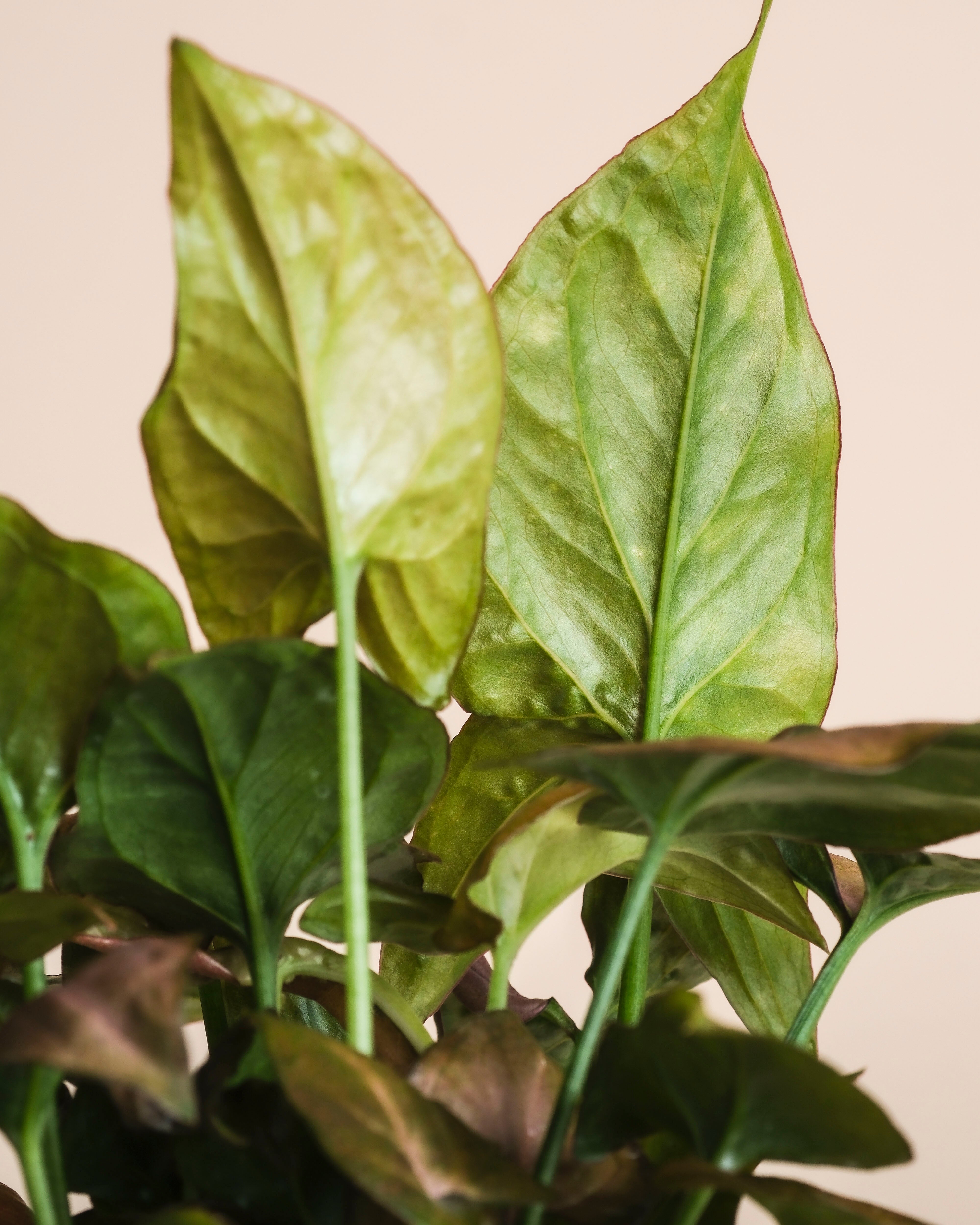 Nahaufnahme der großen, leuchtenden Blätter von Syngonium 'Neon' - feey vor einem hellbeigen Hintergrund. Das pfeilförmige Laub zeigt sichtbare Adern und eine Mischung aus hellen und weichen Grüntönen.