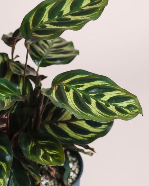 Nahaufnahme einer Kleinen Calathea makoyana - feey, die ihre länglichen grünen Blätter mit hellgrünen und gelben Streifen zeigt; diese tierfreundliche Zimmerpflanze ist vor einem hellen Hintergrund getopft.
