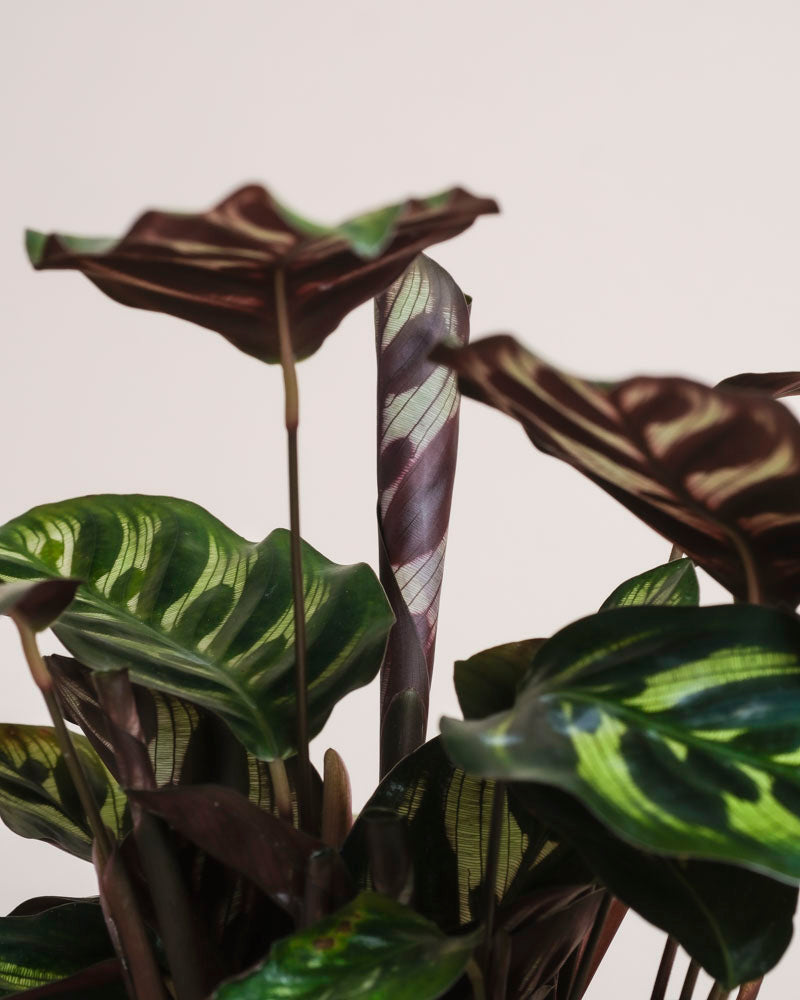 Nahaufnahme der Kleinen Calathea makoyana - feey, einer tierfreundlichen Zimmerpflanze mit grünen Blättern mit Hell-Dunkel-Mustern und einem eingerollten neuen Blatt mit violetten Streifen, vor einem schlichten hellen Hintergrund.