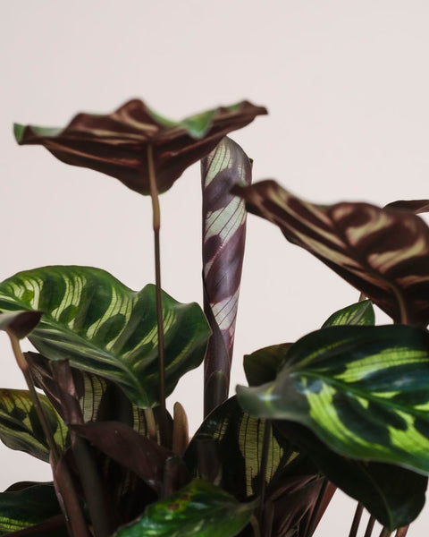 Nahaufnahme der Kleinen Calathea makoyana - feey, einer tierfreundlichen Zimmerpflanze mit grünen Blättern mit Hell-Dunkel-Mustern und einem eingerollten neuen Blatt mit violetten Streifen, vor einem schlichten hellen Hintergrund.