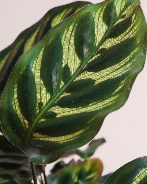 Nahaufnahme eines Blattes der Kleinen Calathea makoyana - feey, dessen durchscheinende Adern beleuchtet sind, um komplizierte Muster zu zeigen. Der neutrale Hintergrund unterstreicht die einzigartige Textur und natürliche Schönheit dieser tierfreundlichen Zimmerpflanze.