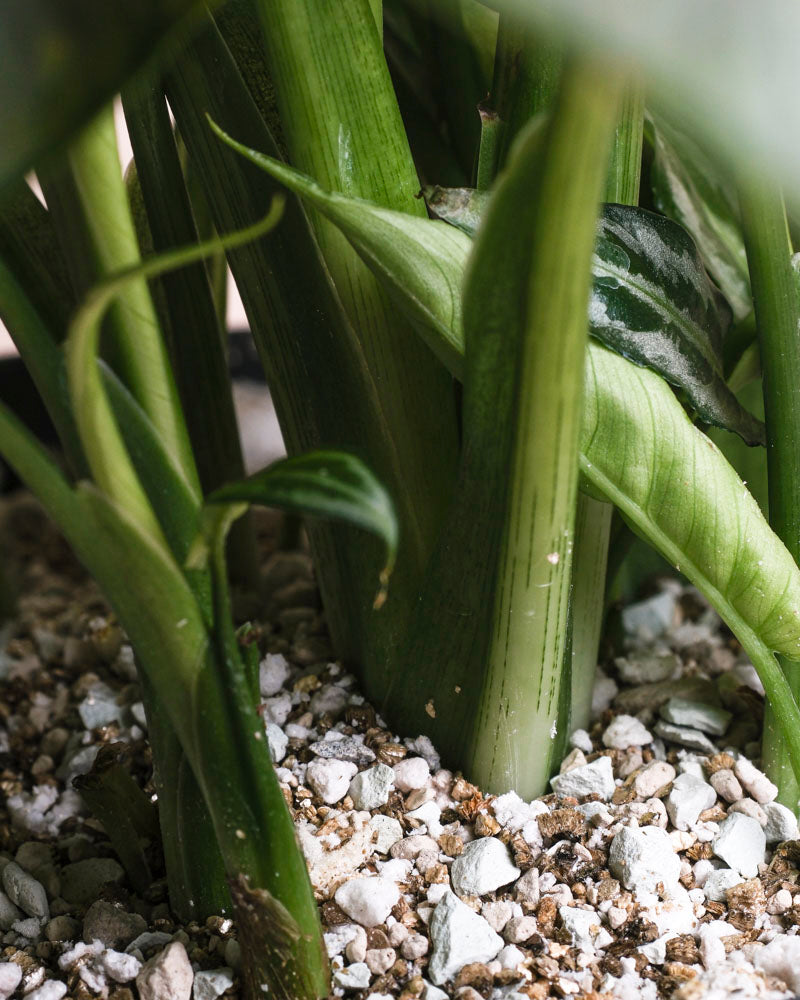 Nahaufnahme der Kleinen Calathea makoyana - aus der mit weißen und braunen Kieselsteinen und Perlite gemischten Erde ragen feige Stängel hervor, die die Blattbasis und die Strukturmischung dieser tierfreundlichen Zimmerpflanze hervorheben.
