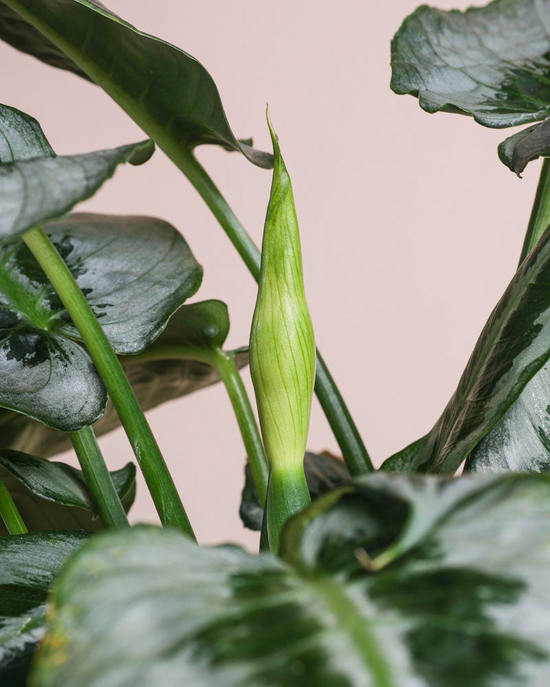 Eine Nahaufnahme der glänzend grünen Schismatoglottis 'Silver Indukan' - mit großen, dunklen Blättern und einer einzelnen aufrechten, hellgrünen Knospe vor einem hellrosa Hintergrund.