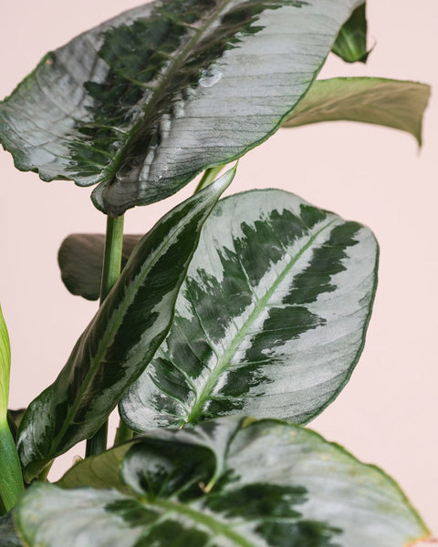 Nahaufnahme der grün und silbern panaschierten Blätter von Schismatoglottis 'Silver Indukan' - mit dunkelgrünen Rändern und gemusterten Zentren vor einem hellbeigen Hintergrund.