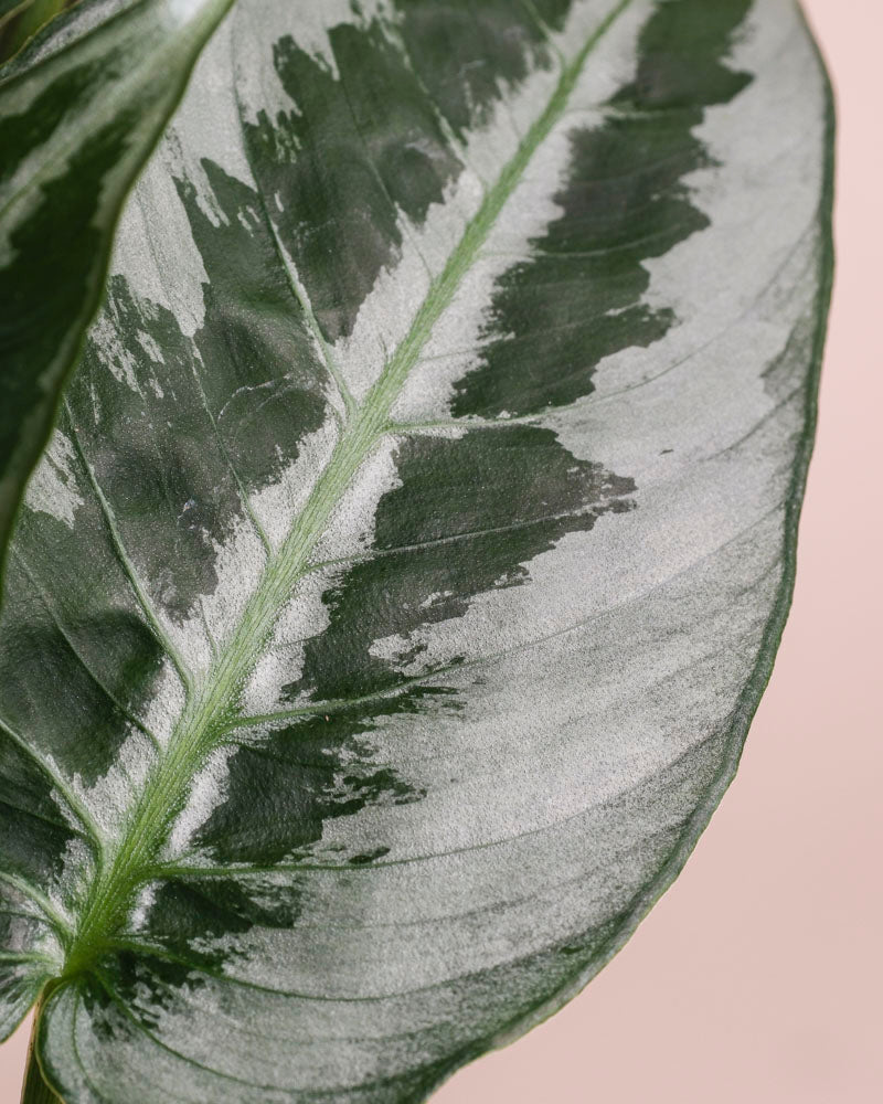 Eine Nahaufnahme von Schismatoglottis 'Silver Indukan' - feey mit ihrer auffälligen silbrig-weißen Panaschierung und detaillierten Blattstruktur vor einem zartbeigen Hintergrund.