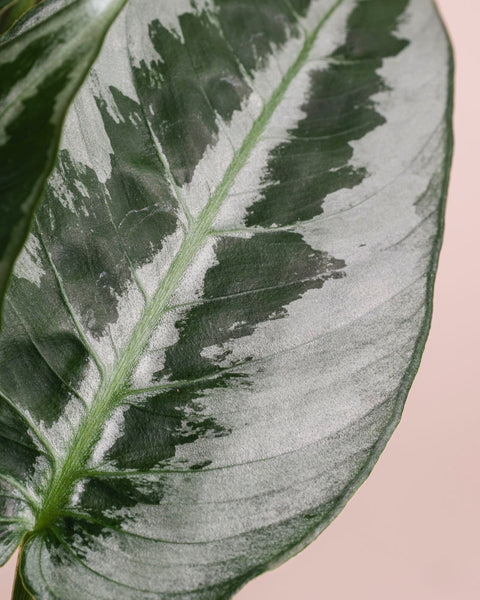 Eine Nahaufnahme von Schismatoglottis 'Silver Indukan' - feey mit ihrer auffälligen silbrig-weißen Panaschierung und detaillierten Blattstruktur vor einem zartbeigen Hintergrund.