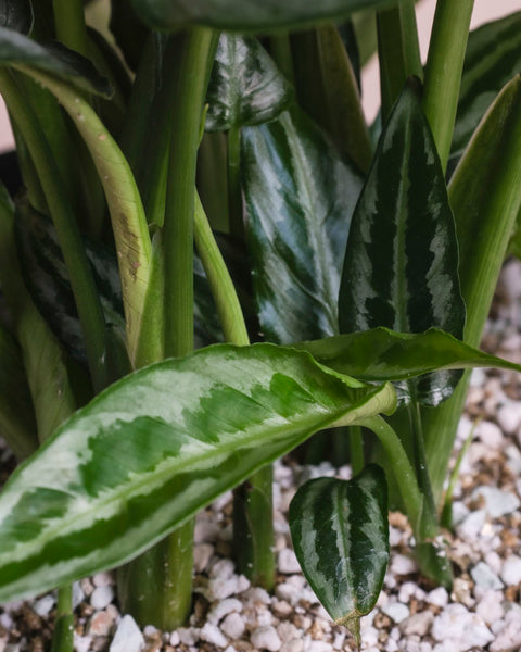 Nahaufnahme von Schismatoglottis 'Silver Indukan' - feey, einer auffälligen Zimmerpflanze mit silbrig gemusterten, glänzend grünen Blättern. Die dicken Stängel ragen aus der Erde mit weißem Perlit heraus und heben das leuchtende Laub dieser einzigartigen Pflanze hervor.
