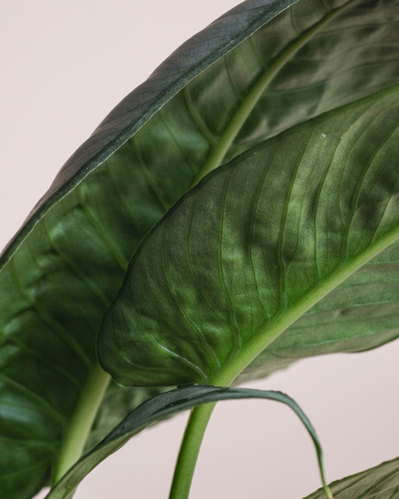 Nahaufnahme von Schismatoglottis 'Silver Indukan' - feige Blätter mit ausgeprägten Adern und üppigen Grüntönen, die sich vor einem neutralen Hintergrund überlappen. Das Bild zeigt die auffällige Textur und die natürlichen Muster der Pflanze.