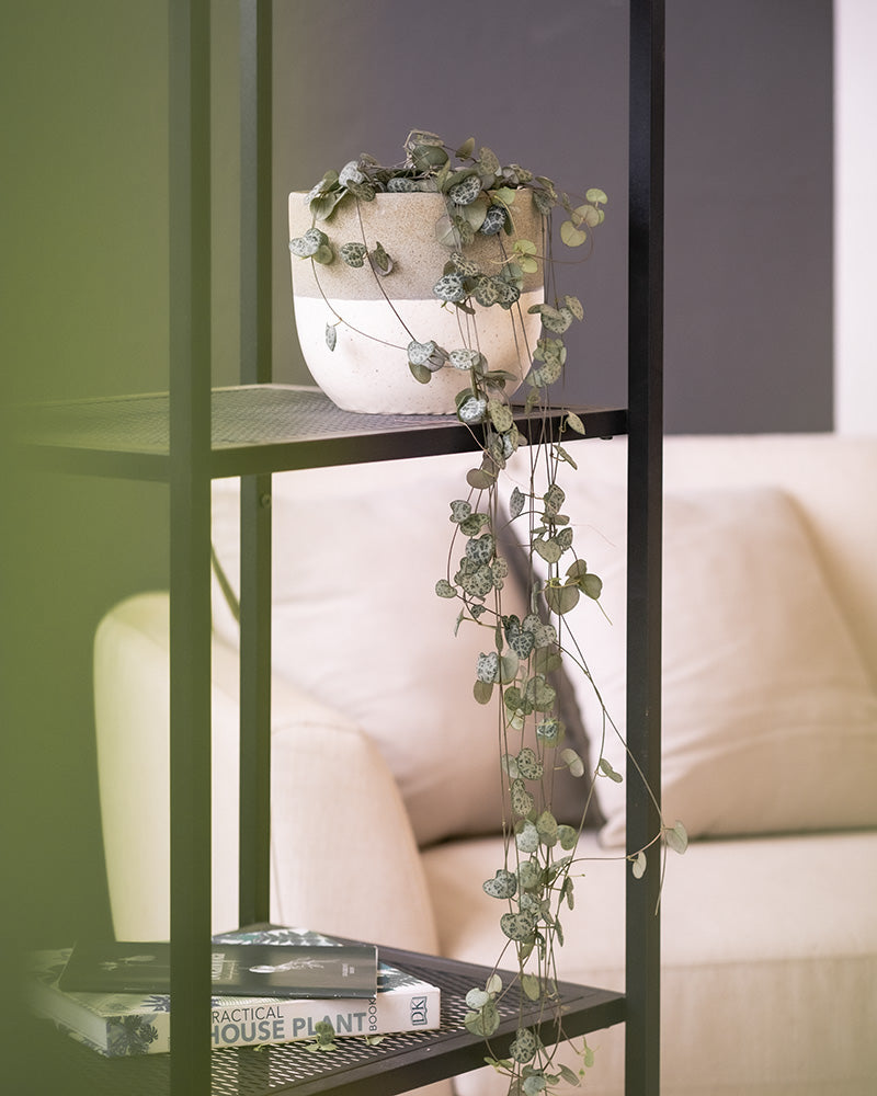 Eine Leuchterpflanze in einem Keramiktopf steht auf einem Metallregal in einem Wohnzimmer.