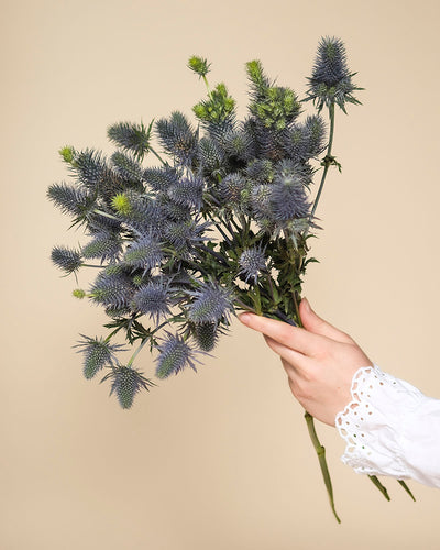 Eine Hand in einem weißen, mit Spitze besetzten Ärmel hält einen Edeldistel-Strauß mit blauen Stachelblüten vor einem einfarbig beigen Hintergrund.