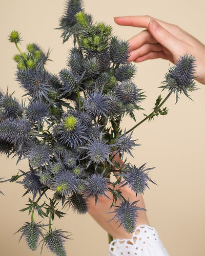 Eine Hand in einem weißen Ärmel mit Ösenmuster hält einen Strauß Edeldistel vor einem beigen Hintergrund, während eine andere Hand sanft nach den blauen Blüten greift.