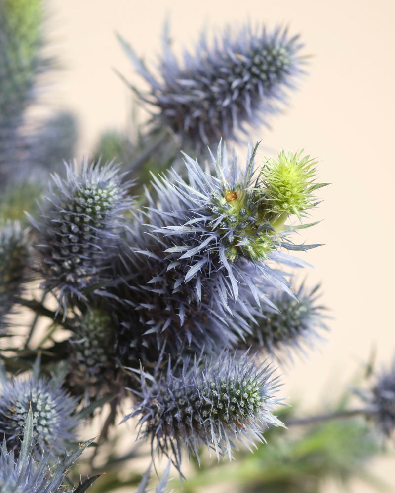 Nahaufnahme von mehreren stacheligen, violett-blauen Wanderlust-Distelblüten mit spitzen Blättern und Stielen auf neutralem Hintergrund - ein Hauch von Natur für Ihren Raum. Grüne, weniger reife Köpfe machen Wanderlust perfekt für einen luftigen Blumenstrauß.