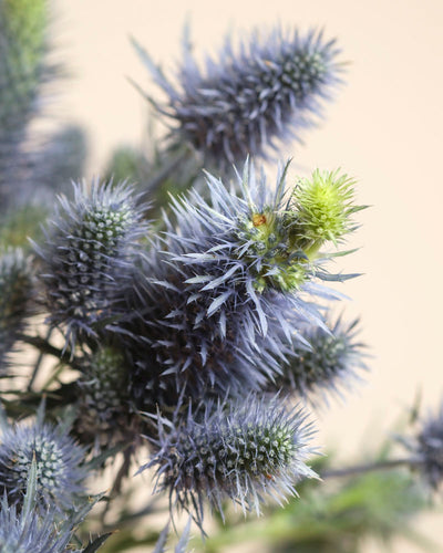 Nahaufnahme von mehreren stacheligen, violett-blauen Wanderlust-Distelblüten mit spitzen Blättern und Stielen auf neutralem Hintergrund - ein Hauch von Natur für Ihren Raum. Grüne, weniger reife Köpfe machen Wanderlust perfekt für einen luftigen Blumenstrauß.