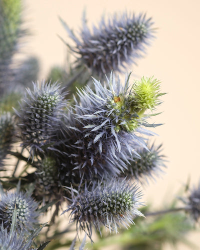 Eine Nahaufnahme der Edeldistel zeigt die stacheligen, bläulich-violetten Blütenblätter und die blauen Blüten mit grüner Spitze, die in einer Vase vor einem weichen Hintergrund arrangiert sind, wobei die einzigartige, metallisch anmutende Textur und die komplizierten Details der Blüten hervorgehoben werden.