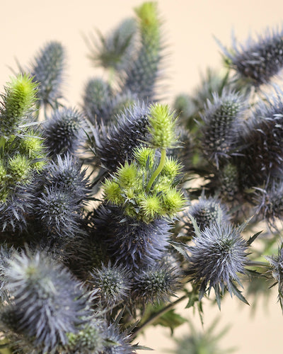 Nahaufnahme einer Edeldistel mit stacheligen blauen und grünen kegelförmigen Blüten, die in einer Vase vor einem hellbeigen Hintergrund angeordnet sind.
