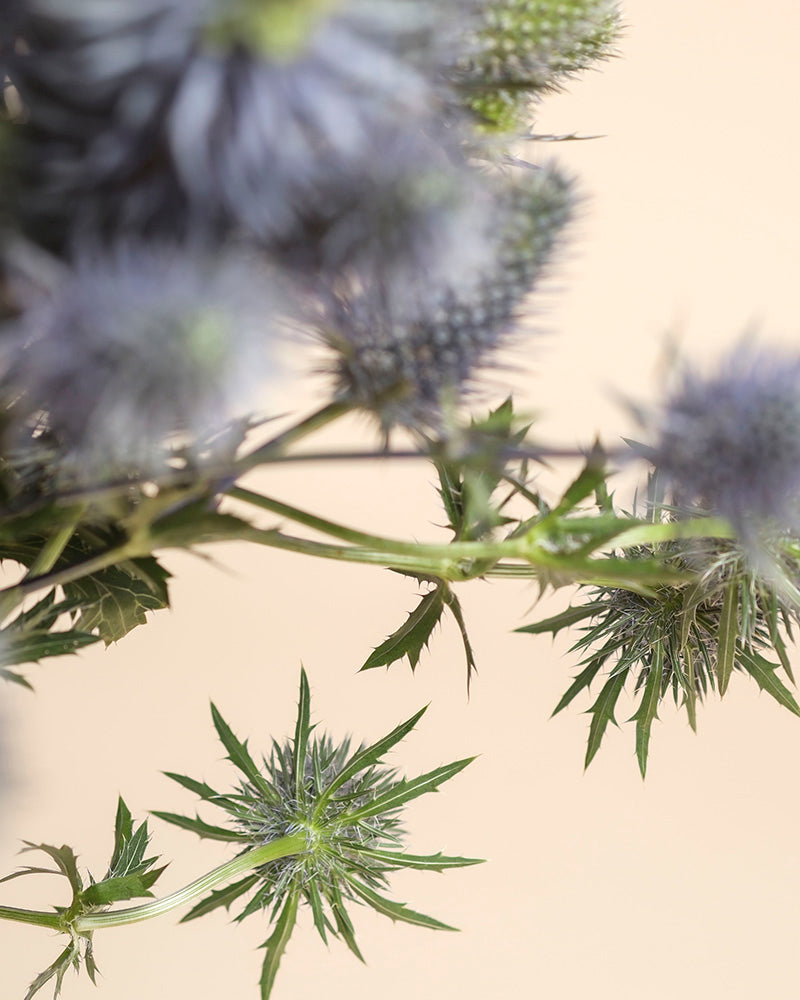 Nahaufnahme von grünen und violetten Edeldistelblüten mit scharfen Blättern, die ihre einzigartige Textur und Details vor einem schlichten beigen Hintergrund hervorheben - ideal für die Präsentation von Edeldisteln in einer Vase.