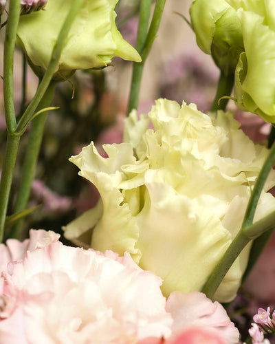 Eine Nahaufnahme von Morgenlicht - hellgelbe und zartrosa Lisianthus mit gekräuselten Blütenblättern und grünen Stielen, akzentuiert durch zartviolette Herbstblumen - ist eine elegante Ergänzung für Ihr Zuhause.